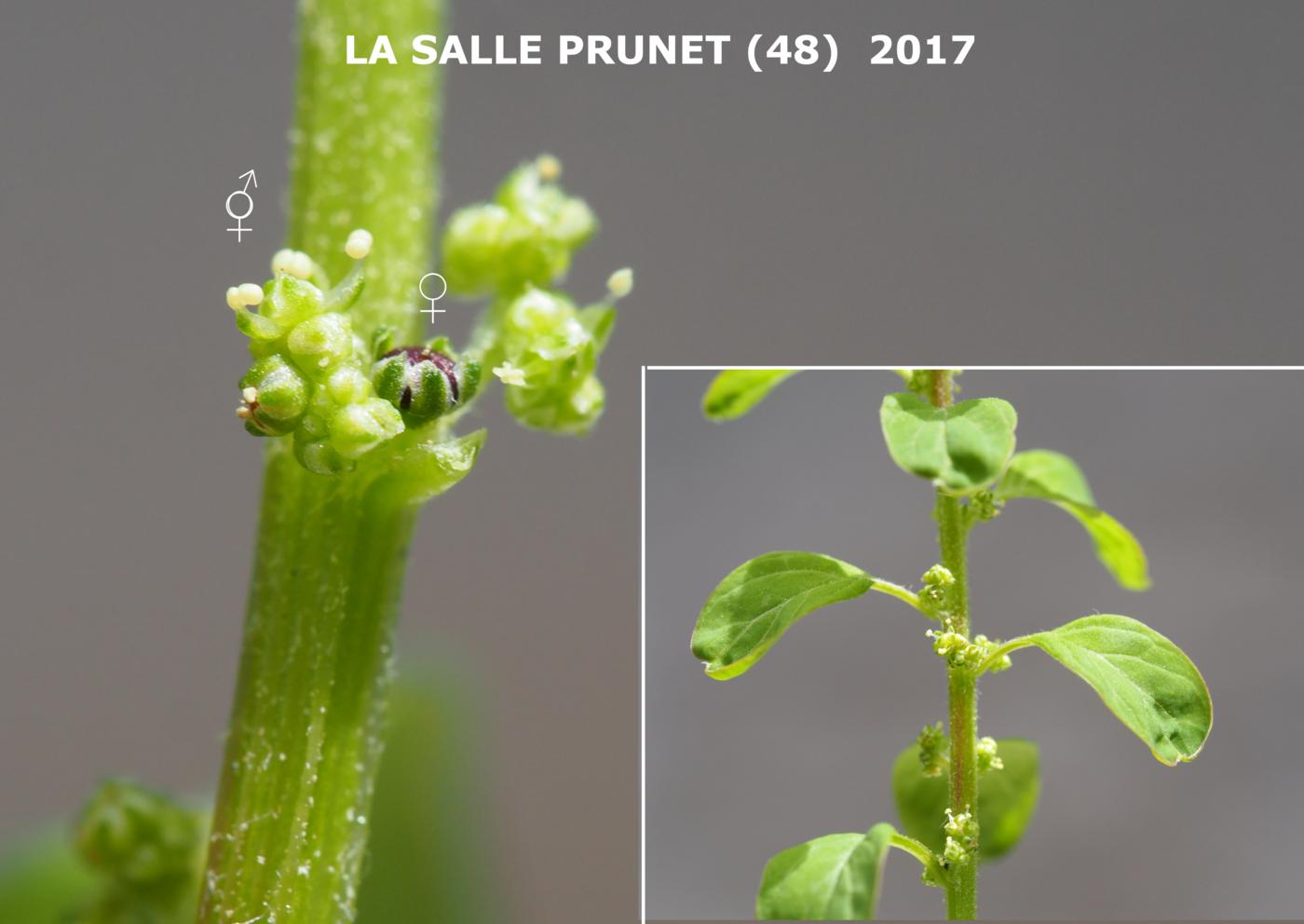 All-seed, Goosefoot flower